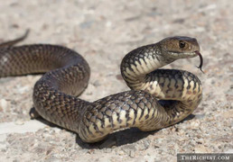 Những ‘sát thủ’ mang nọc độc giết người trong chớp mắt