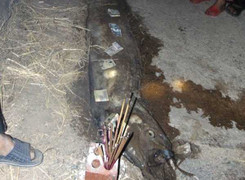 Xác cá hình thù kỳ lạ dài gần 4m dạt bờ biển Hà Tĩnh