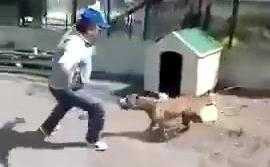 Không thể nhịn cười khi xem clip cái giá phải trả cho tội trêu chó
