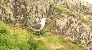 Clip mòng biển nuốt chửng cả con thỏ ngoạn mục