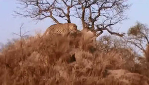 Xem báo hoa hạ gục lợn rừng sau 12 tiếng mai phục