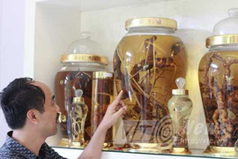 Kho rượu sâm khổng lồ và những củ sâm tuyệt mỹ