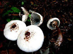 Ăn nấm lạ hái trên rừng, hai bà cháu nguy kịch