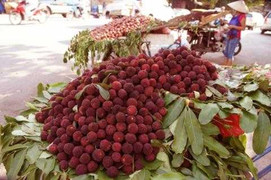 Giật mình thông tin về quả thanh mai đang gây 'sốt' ở Hà Nội