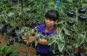 Cà chua đen 'sốt' giá và cây giống ở Lâm Đồng