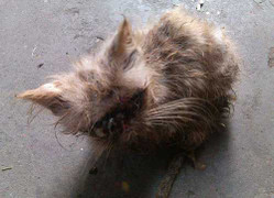 Kỳ lạ và cảm động chuyện cứu hộ chó, mèo ở Hà Nội