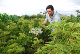 Chuyện cơn sốt cây đinh lăng bạc triệu ở Nam Định