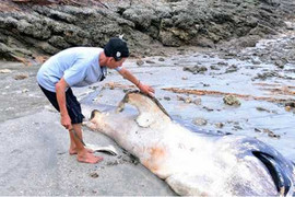 'Thủy quái' khổng lồ dạt vào bờ biển Nghệ An