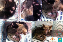 Chuyện lạ ở Hà Nội: Điện châm, truyền nước, phẫu thuật cho chó mèo