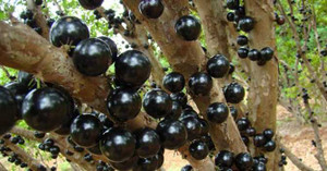 Chơi cây trăm triệu: Chuyện 'dở khóc, dở cười' của đại gia Việt