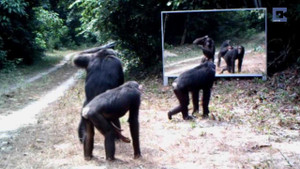 Cười vỡ bụng xem phản ứng của động vật khi nhìn thấy mình trong gương