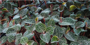 Săn thảo dược đắt như vàng ở thung lũng kỳ bí