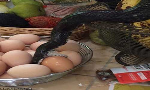 Tá hoả phát hiện rắn bò vào nhà trộm trứng