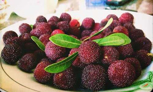 Việt Nam chưa cho phép nhập quả thanh mai Trung Quốc