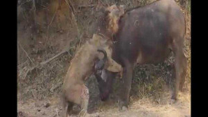 Clip: Sư tử tan xác trước cơn thịnh nộ như sấm sét của trâu rừng