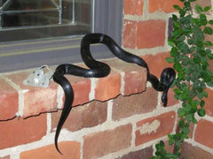 Video: Công ty môi giới bất động sản bán nhà nhung nhúc rắn cho dân