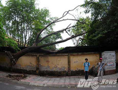 Hà Nội: Cây cao chục mét bị lốc cuốn đổ vào trường cấp 3