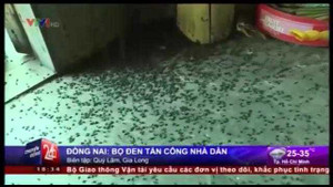 Kinh hoàng bọ đen ồ ạt tấn công, dân Đồng Nai sợ hãi bán nhà