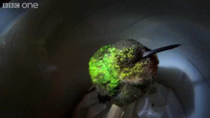 Video: Chú chim ruồi dễ thương ngủ ngáy như con người