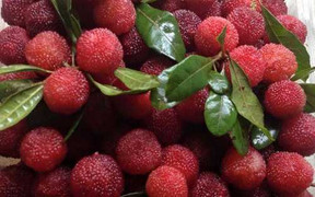 Truy tìm xuất xứ thực sự của quả thanh mai