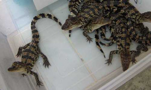 Chi nửa triệu đồng mua một con cá sấu giống