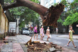 Clip: Cây phượng 'lơ lửng' trên nóc nhà xe sau cơn cuồng phong