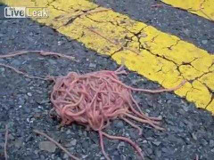 Ghê rợn hàng ngàn con giun cuốn thành từng ổ lúc nhúc giữa đường