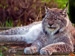 Chuyện chưa biết về loài mèo hoang khổng lồ to như báo