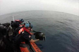 Clip cảnh sát cứu rùa biển bị mắc lưới gây 'sốt'