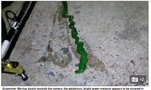 Xuất hiện sinh vật lạ nhầy nhụa ngoài hành tinh màu xanh lá cây