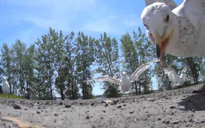 Video: Chết cười với con mòng biển láu cá quắp trộm camera