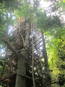 Lạ lùng cụ ông 92 tuổi cất 'nhà 9 tầng' trên cây