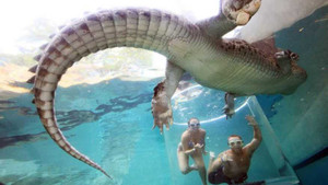 Ghê người cảnh lặn cùng cá sấu khổng lồ dài hơn 5 mét