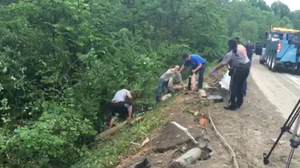 Clip: Lật xe tải, hơn 2000 con lợn tháo chạy trên đường cao tốc