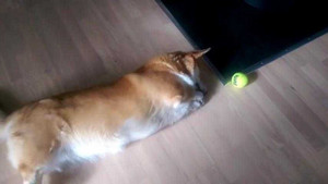 Clip về chú chó Corgi chân ngắn tũn làm tan chảy mọi trái tim