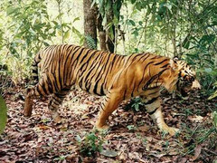 Lấy thân mình làm mồi nhử để diệt cọp dữ chuyên ăn thịt người