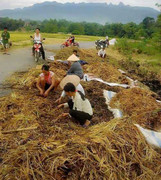 Xót xa cảnh nông dân ngồi nhặt lúa sau khi bị kẻ xấu đốt trụi