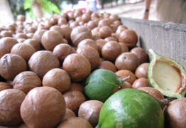 Phát triển cây tỷ đô ở Việt Nam: Cảnh báo từ Bộ trưởng NN&PTNT