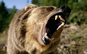 Hãi hùng nơi gấu dữ tát người, lột da mặt thợ săn