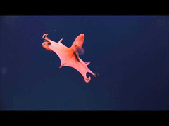 Video: Phát hiện sinh vật lạ ngoài hành tinh dưới đáy Đại Tây Dương