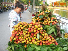 Giá vải thiều bắt đầu vào bão lao dốc?