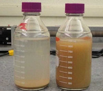 Phát hiện bí quyết đơn giản biến nước bẩn thành uống được