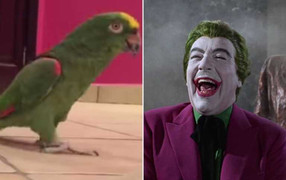 Video: Chú vẹt có điệu cười ‘man rợ’ nhất hành tinh