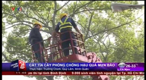 TP.HCM: Hối hả cắt tỉa cây xanh phòng chống mưa bão