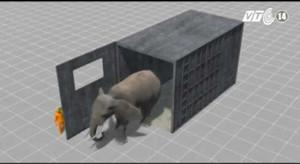 Clip: Voi rạp xiếc xổng chuồng, giết chết người