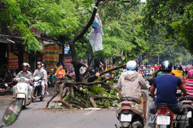 Chặt cây và cây đổ: Miệng lưỡi con người tàn ác như thiên tai
