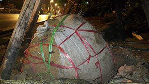 Cuồng phong ở Hà Nội: Cây bật gốc, lộ cách trồng rất lạ