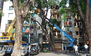 Hà Nội chỉ đạo làm rõ việc cây xanh trồng còn nguyên bọc bầu