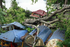 Ảnh: Công viên Thống Nhất hoang tàn sau trận cuồng phong ở Hà Nội