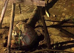 Lộ cây xanh nguyên lưới bọc bầu sau cơn cuồng phong: 'Làm ăn kiểu dối trá'